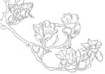 广玉兰 线稿
