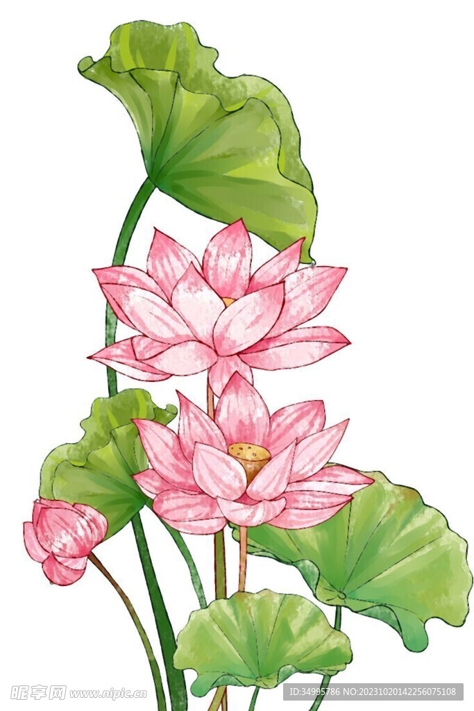 荷花