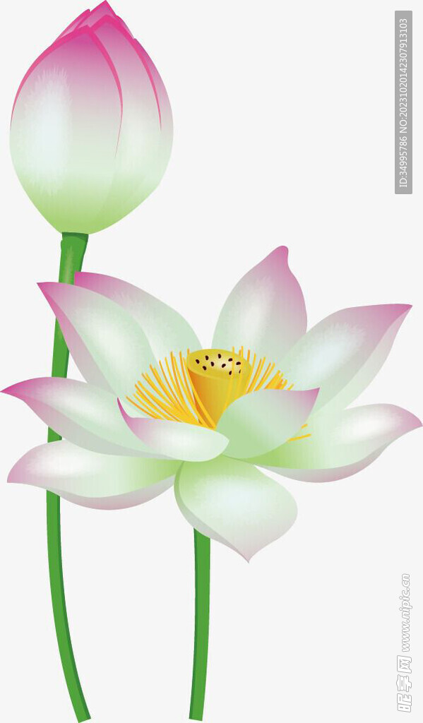荷花