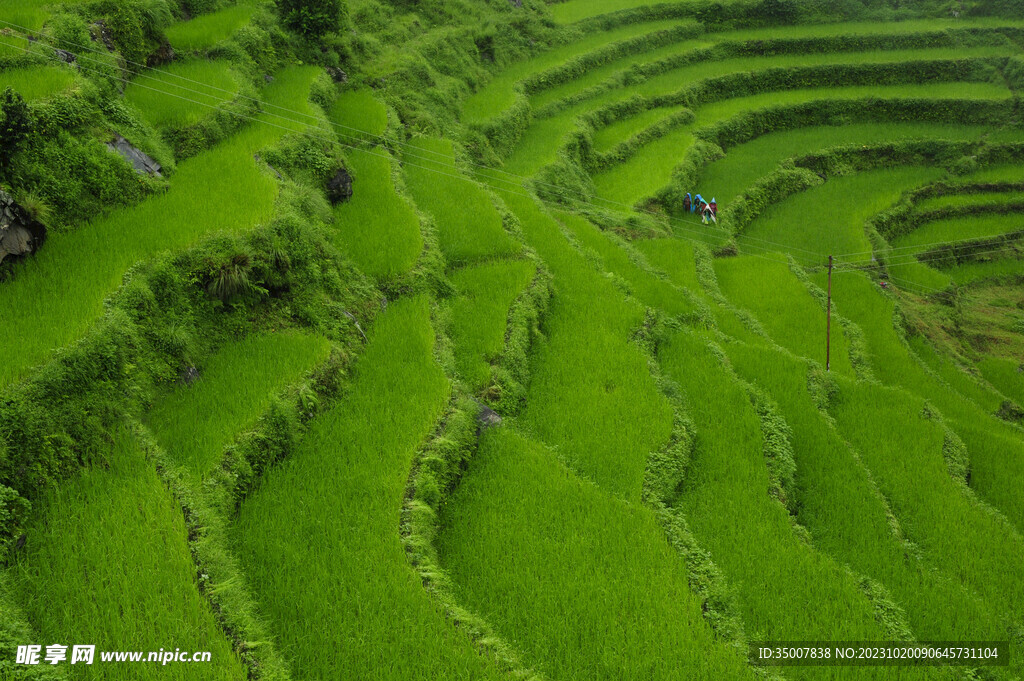 草坪风景