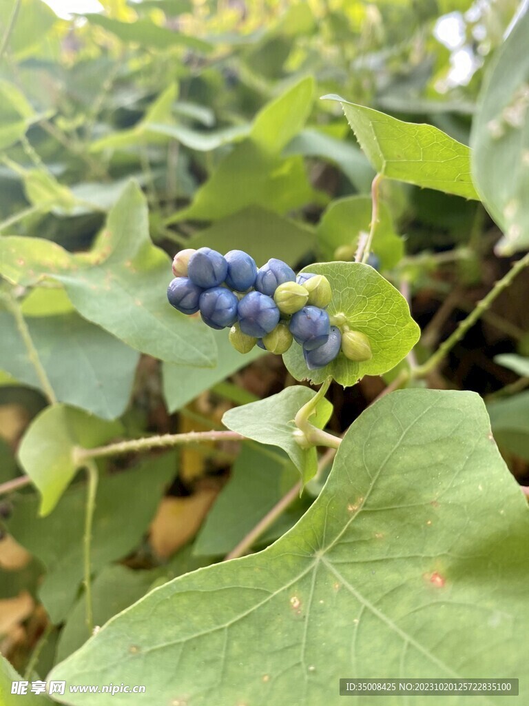 绿植 树林 草丛 景观植物 