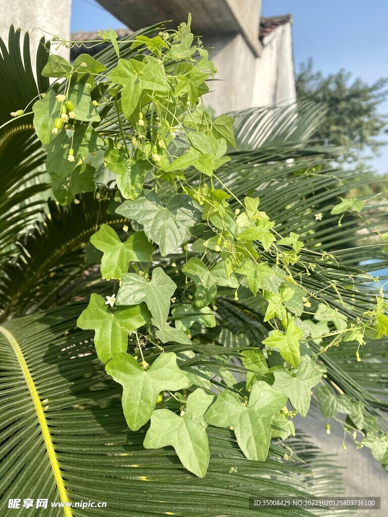 绿植 树林 草丛 景观植物 