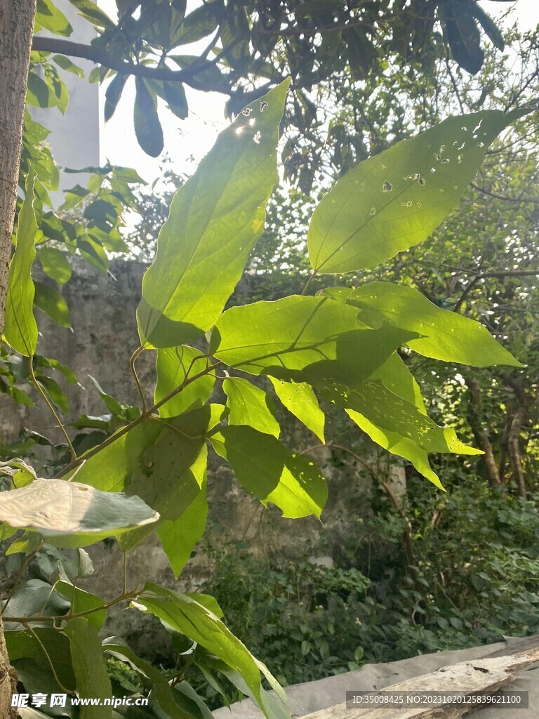 树叶 绿植 树林 草丛 植物