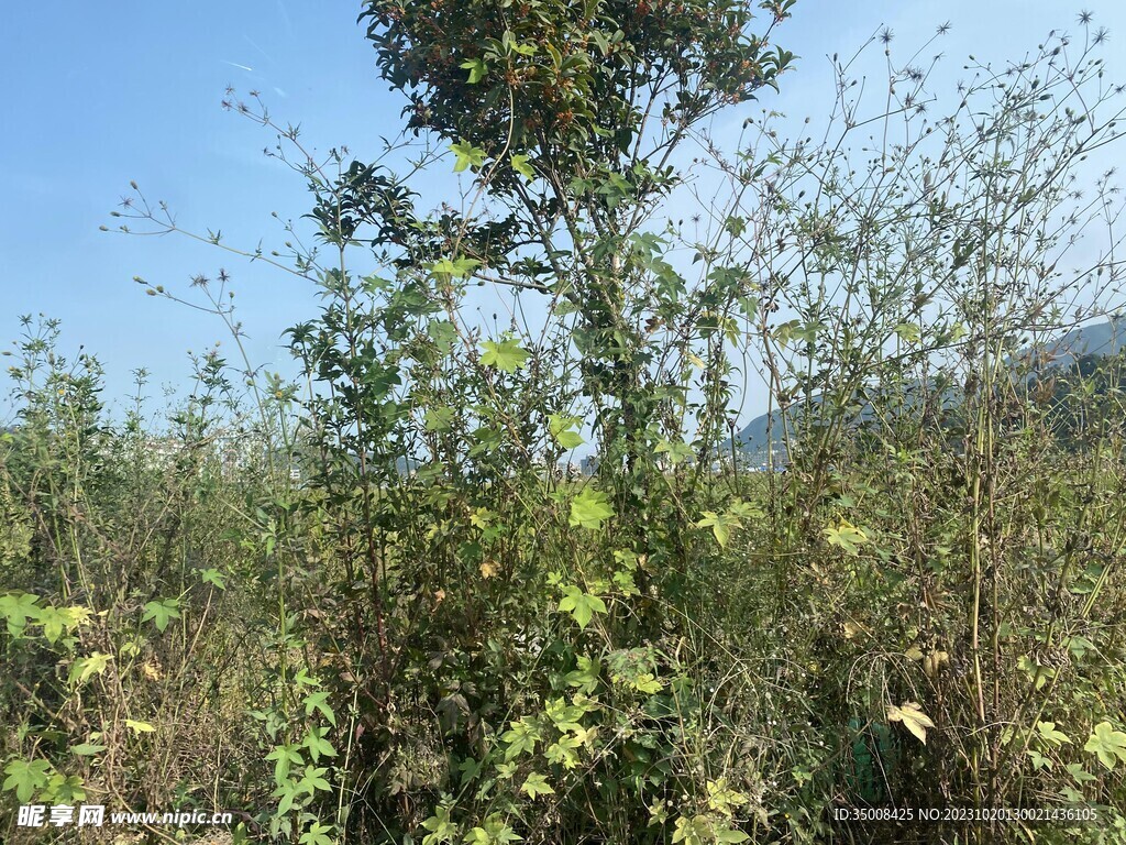 绿植 树林 草丛 景观植物 夏