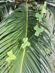 绿植 树林 草丛 景观植物 夏