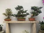盆栽 绿植 树林 草丛 景观植