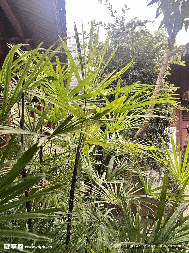 绿植 树林 草丛 景观植物 夏