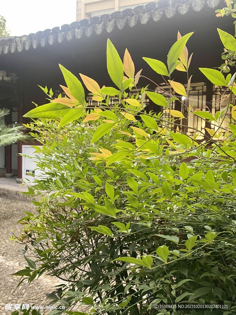 绿植 树林 草丛 景观植物 夏