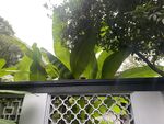 芭蕉 绿植 树林 草丛 景观
