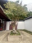 绿植 树林 草丛 景观植物 夏