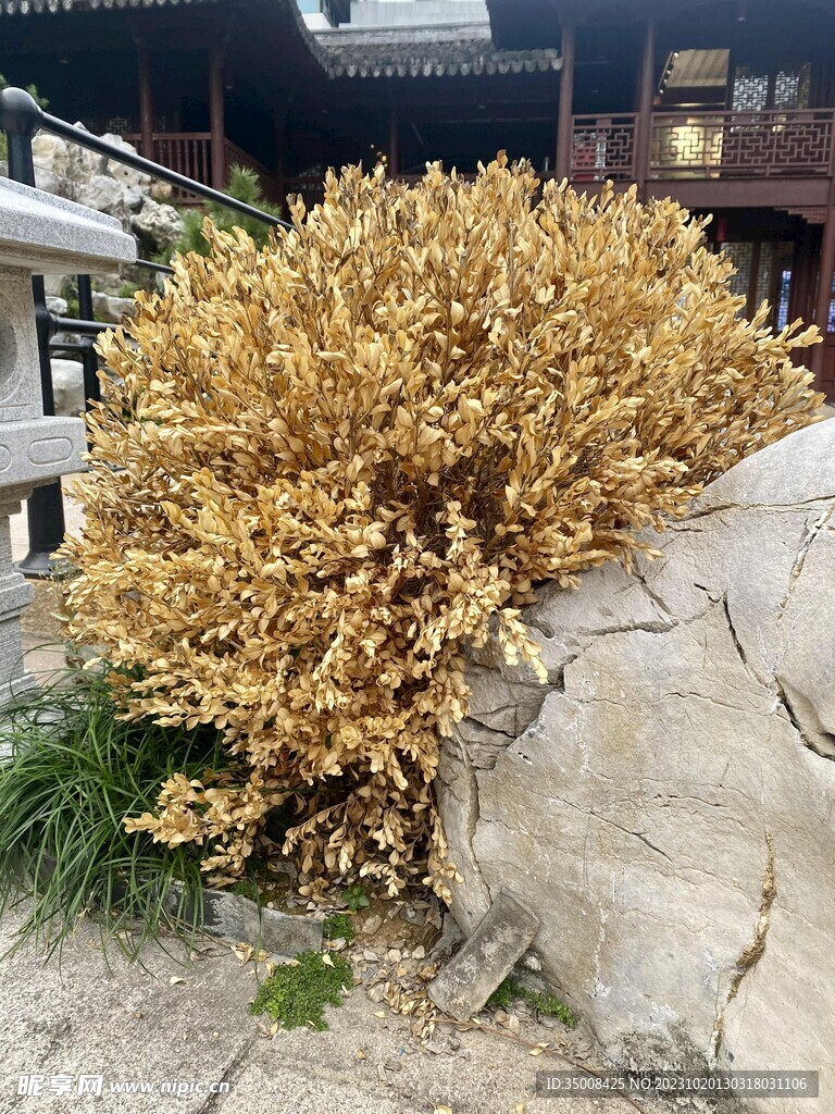 绿植 树林 草丛 景观植物 夏