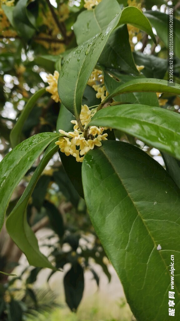 桂花