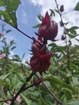 洛神花 玫瑰茄 花茶
