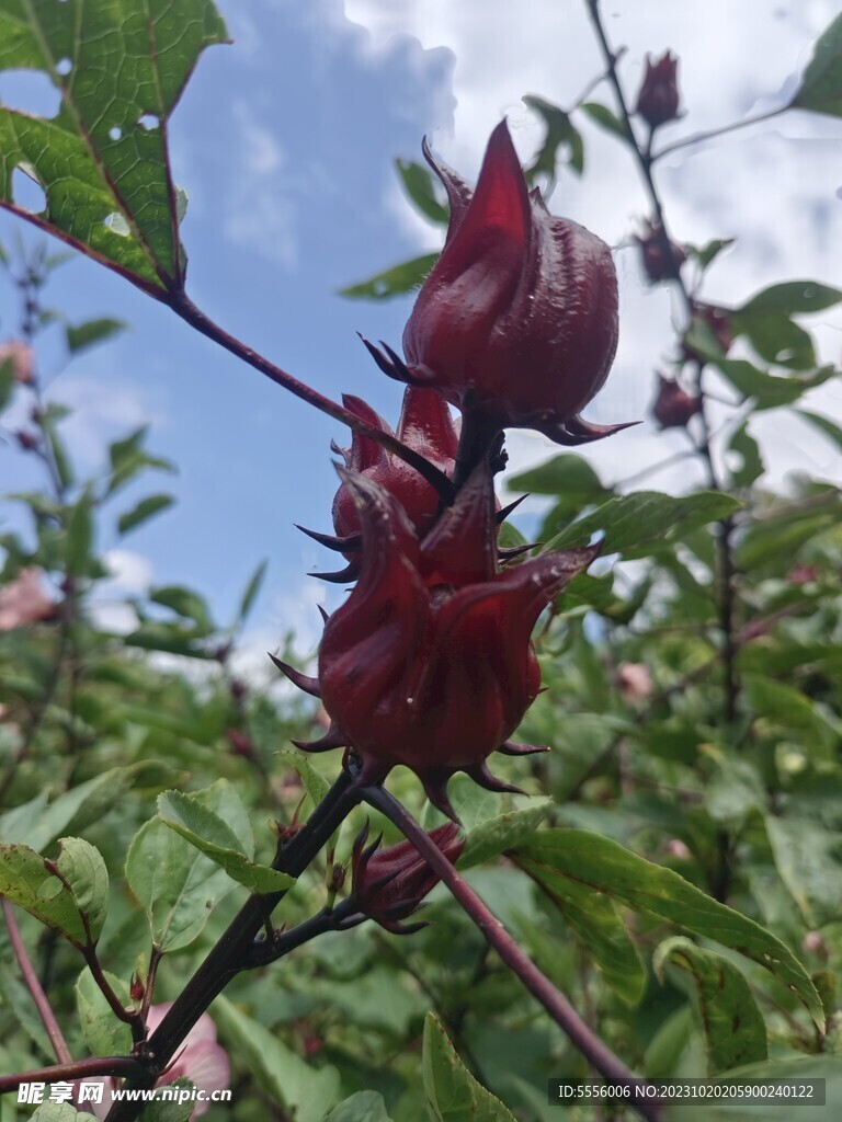 洛神花 玫瑰茄 花茶