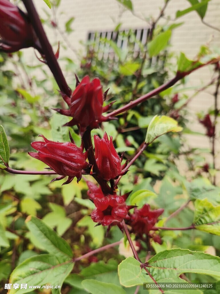 洛神花 玫瑰茄