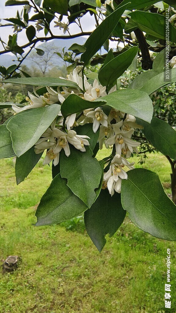 橘子花开