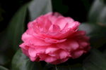 盛开的粉色茶花