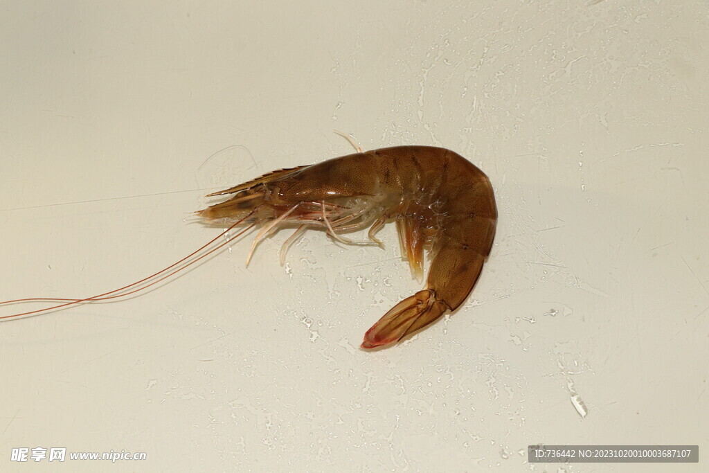 虾