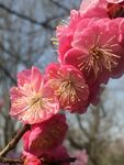 梅花