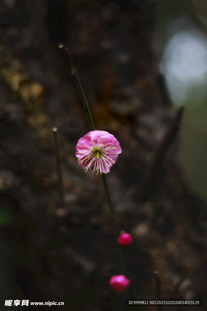腊梅