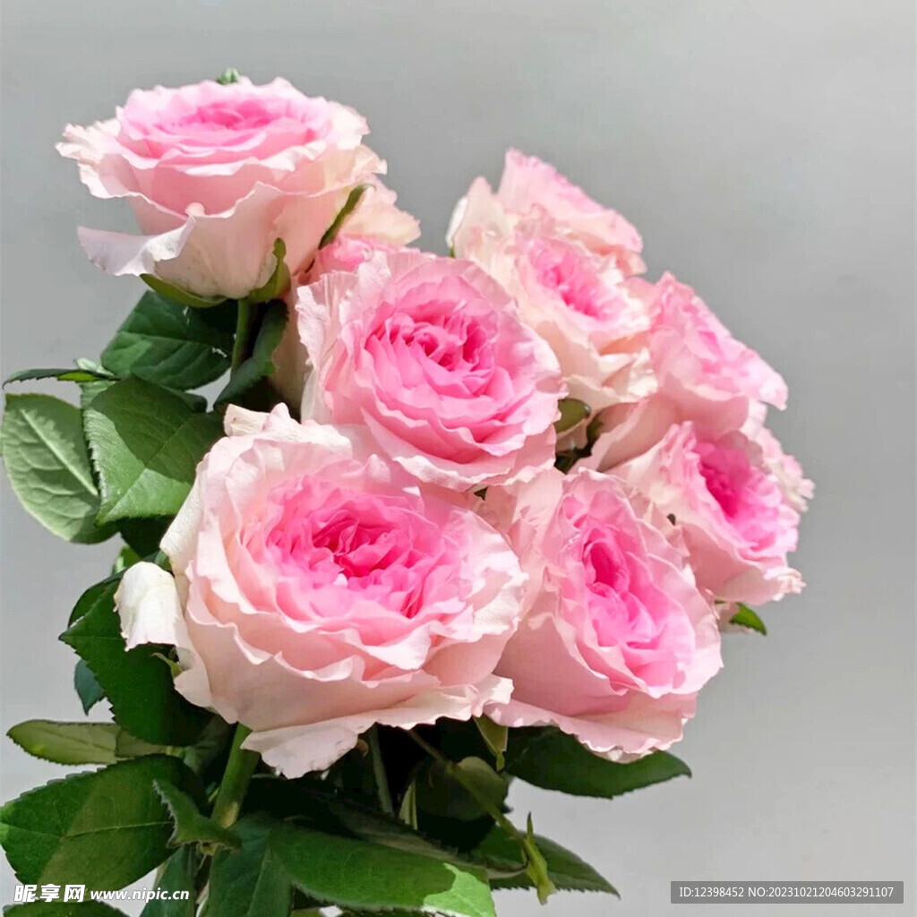 玫瑰花