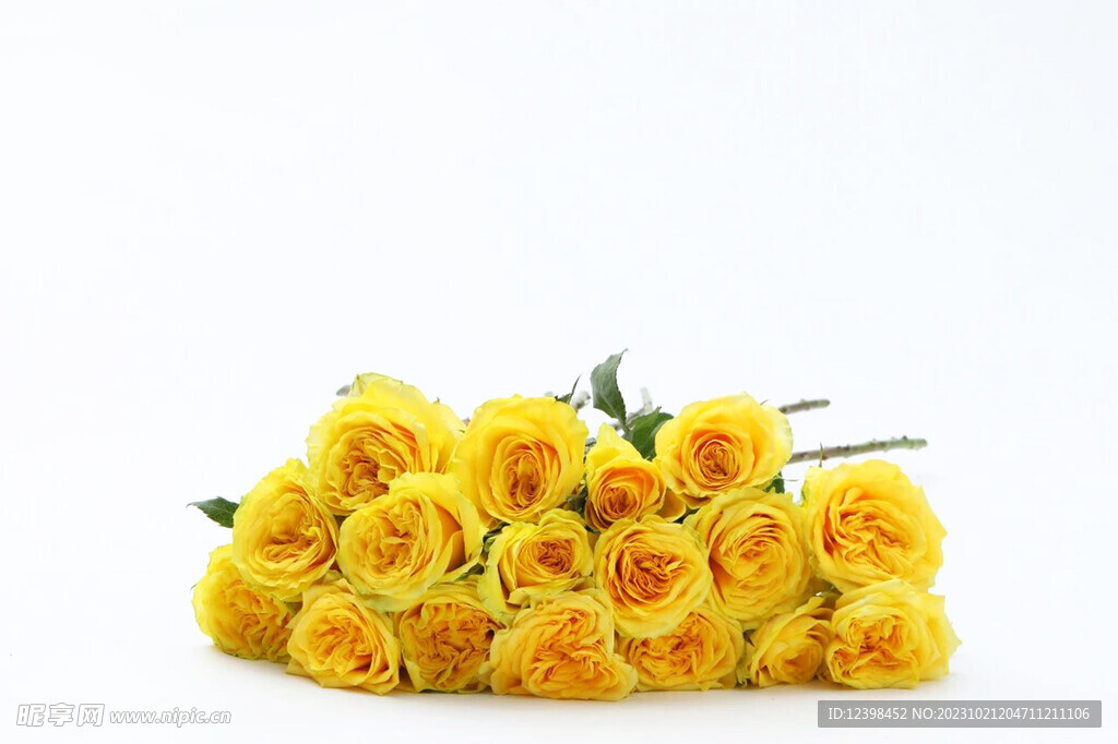 玫瑰花