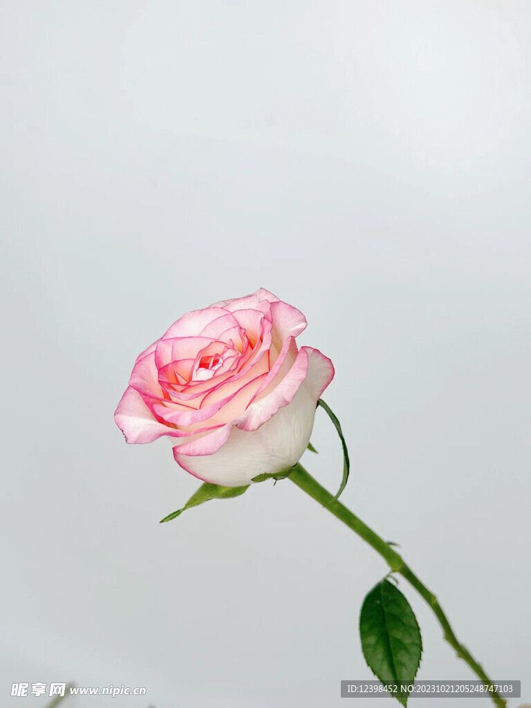 玫瑰花