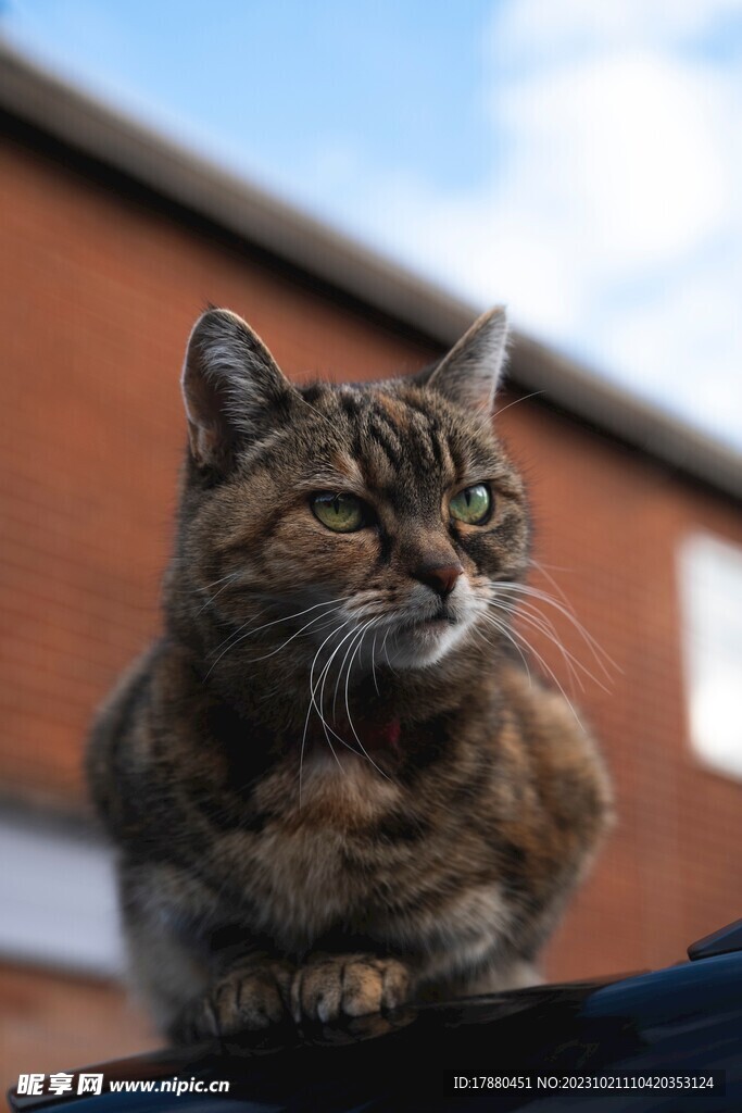 猫