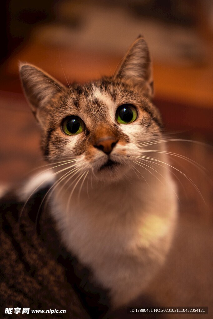 猫