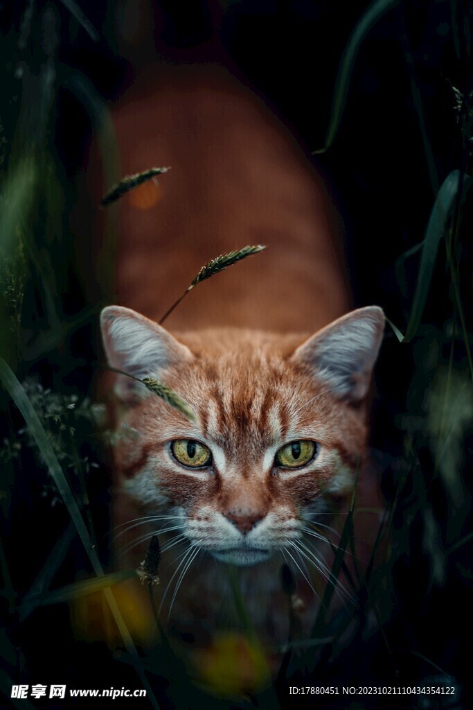 猫