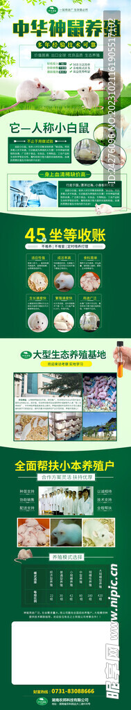 中华神鼠养殖海报