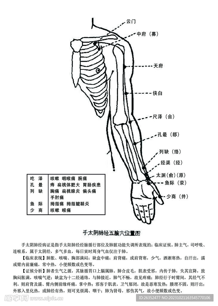 十二经脉