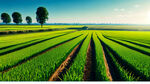 绿色玉米田，绿色水稻田，绿色大豆田，蓝天，阳光，航拍