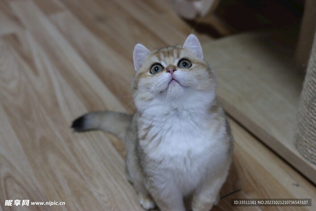 宠物猫咪