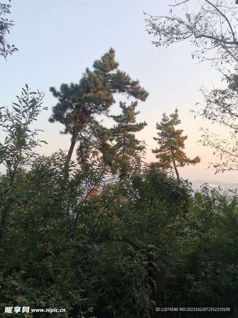 惠山 山顶松树