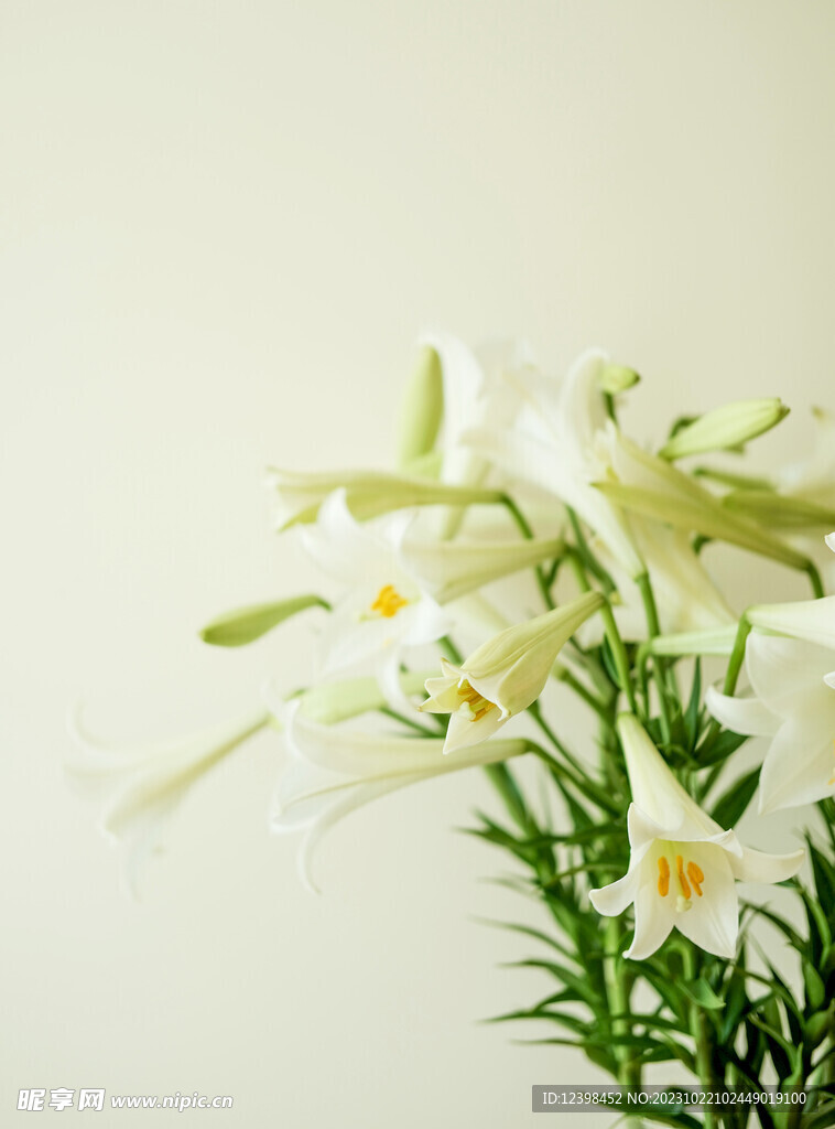 百合花