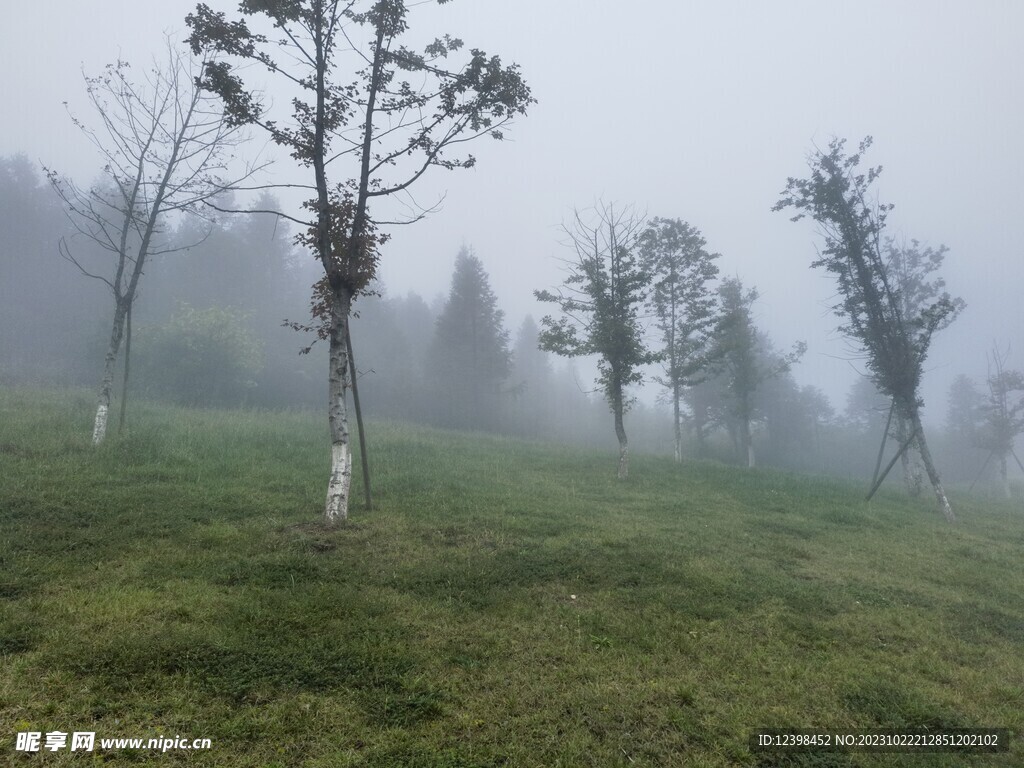 草地上的景观树