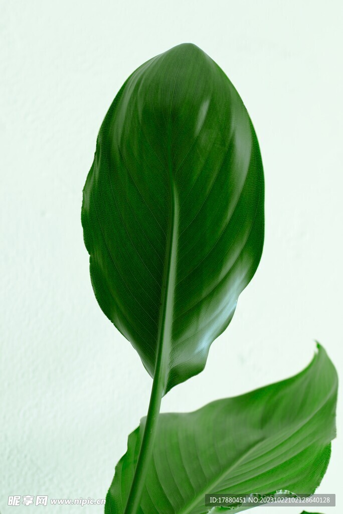 美人蕉