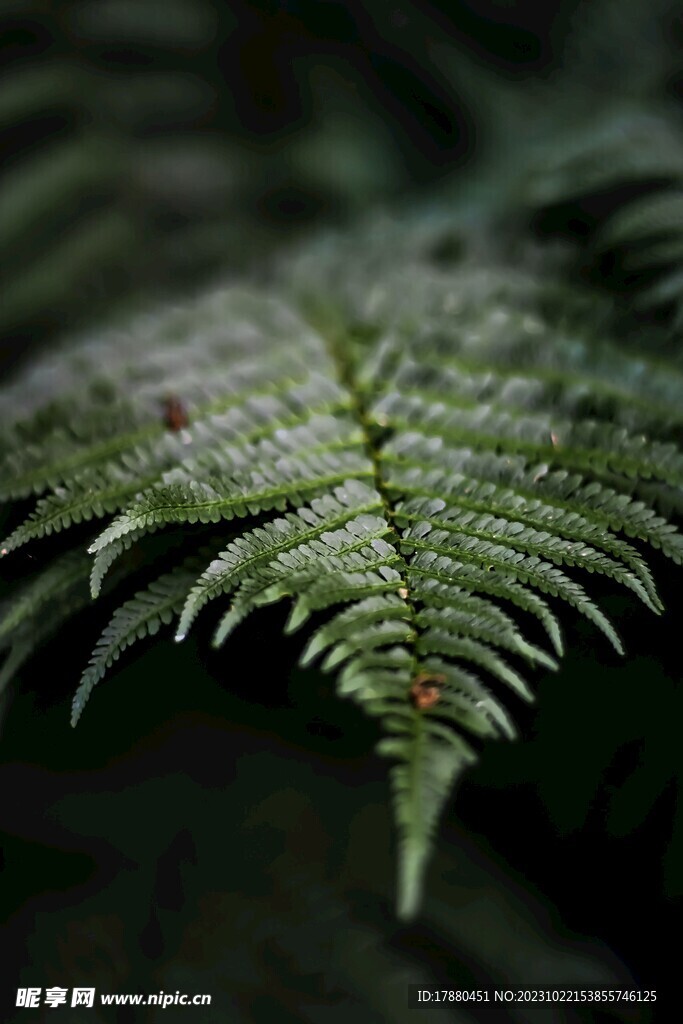 蕨类植物