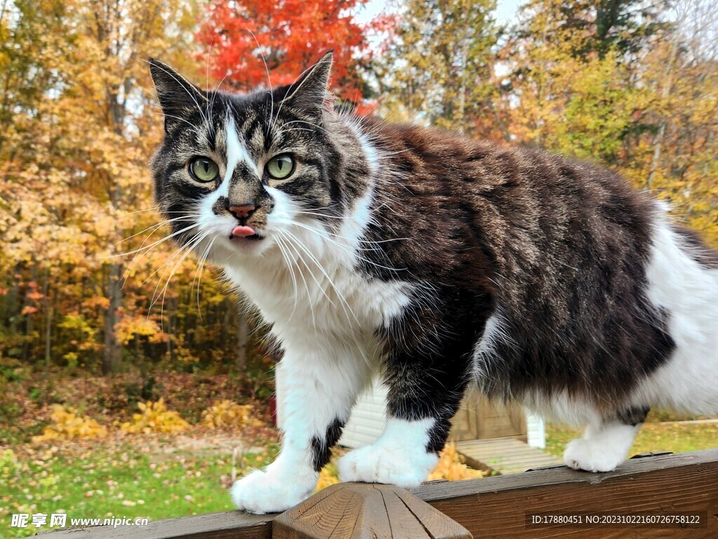 猫
