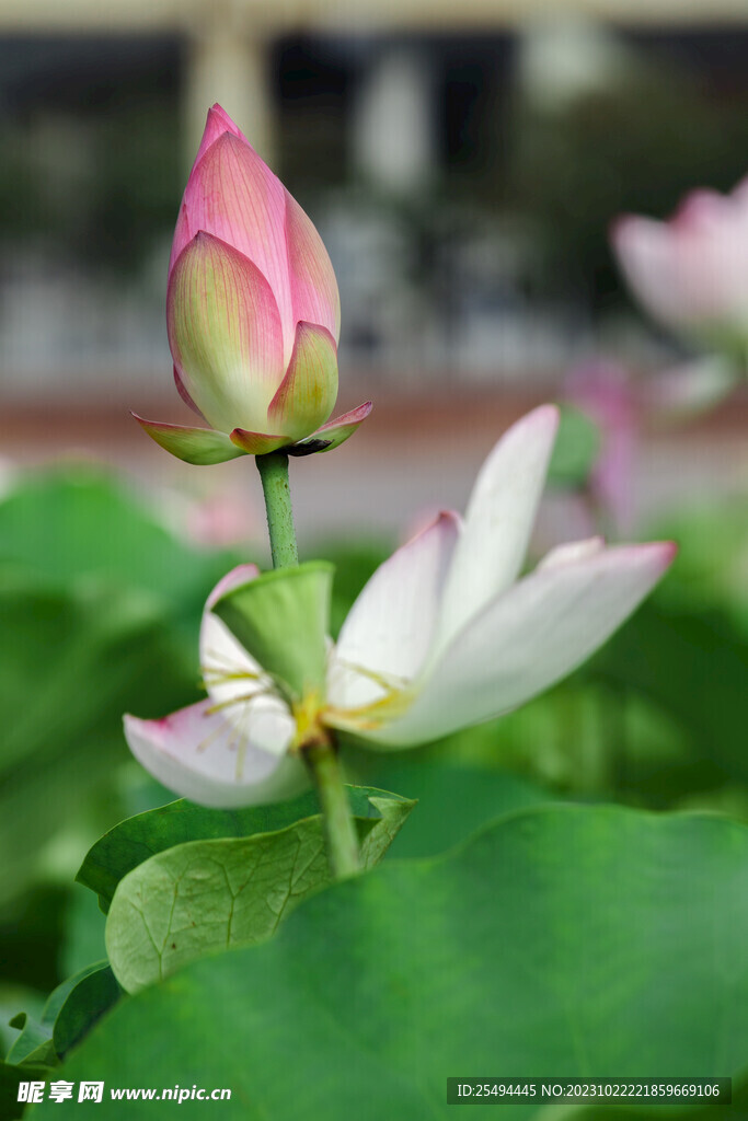 荷花花苞