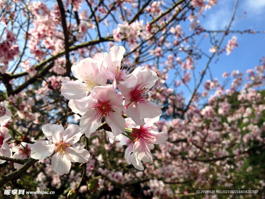 樱花