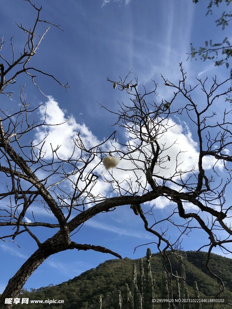 树枝