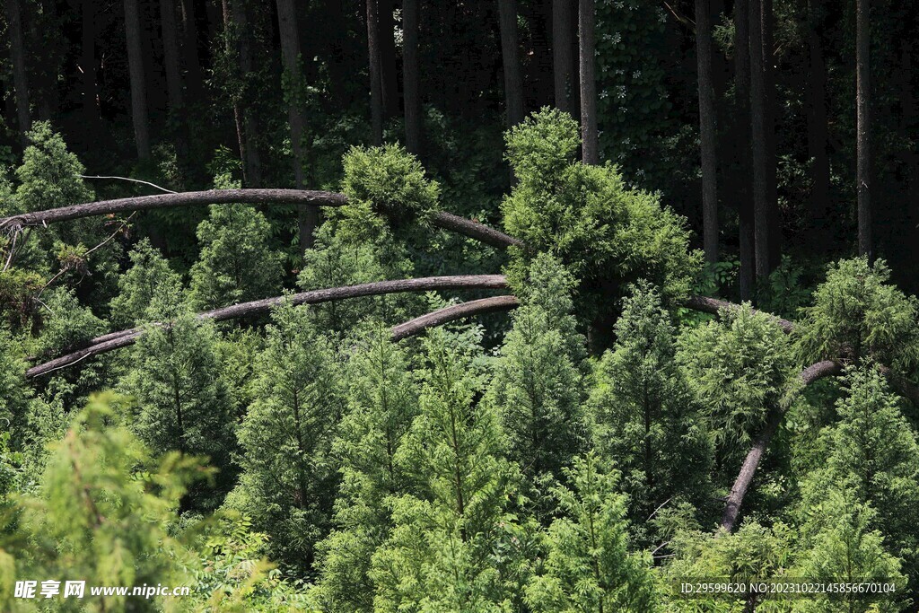松树