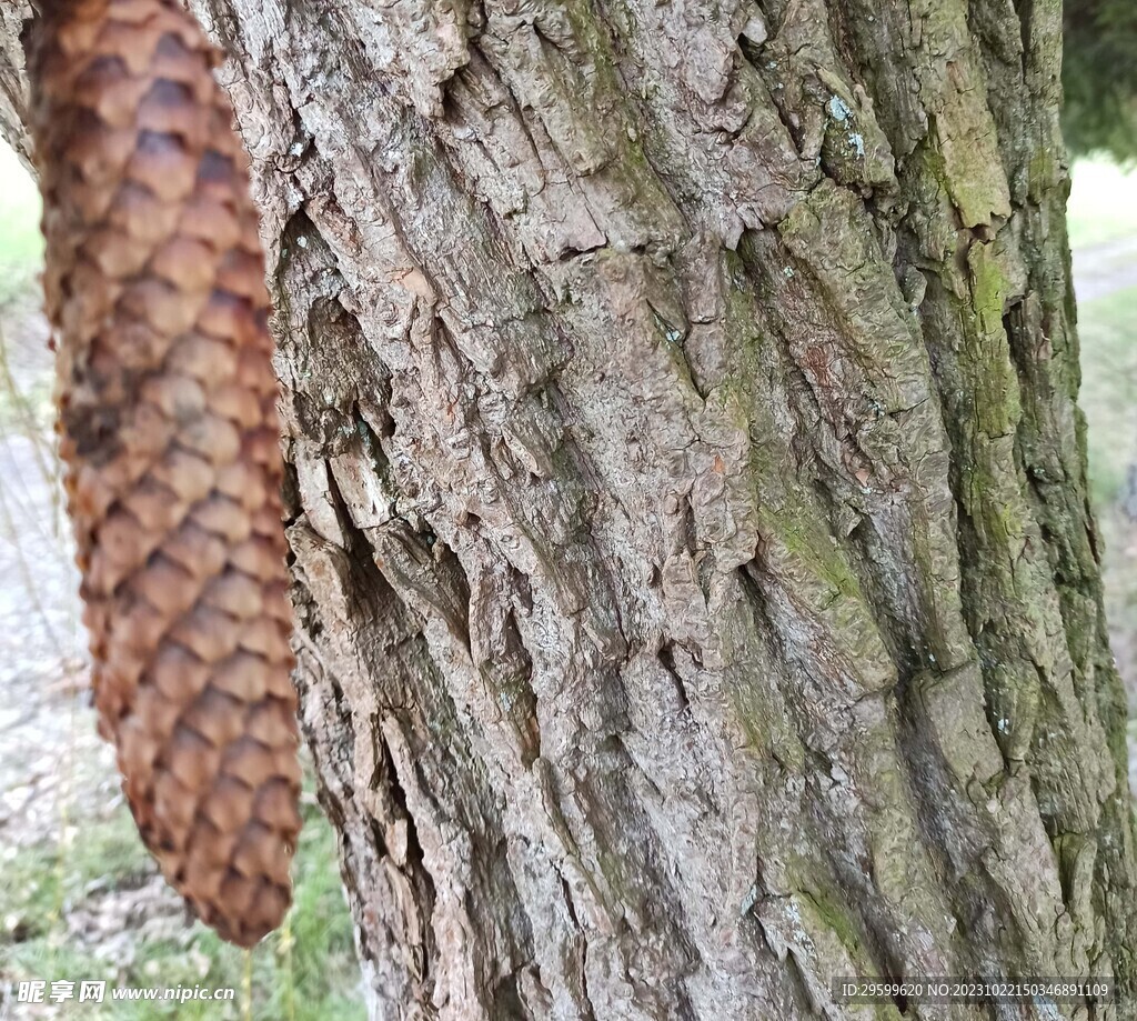 松树