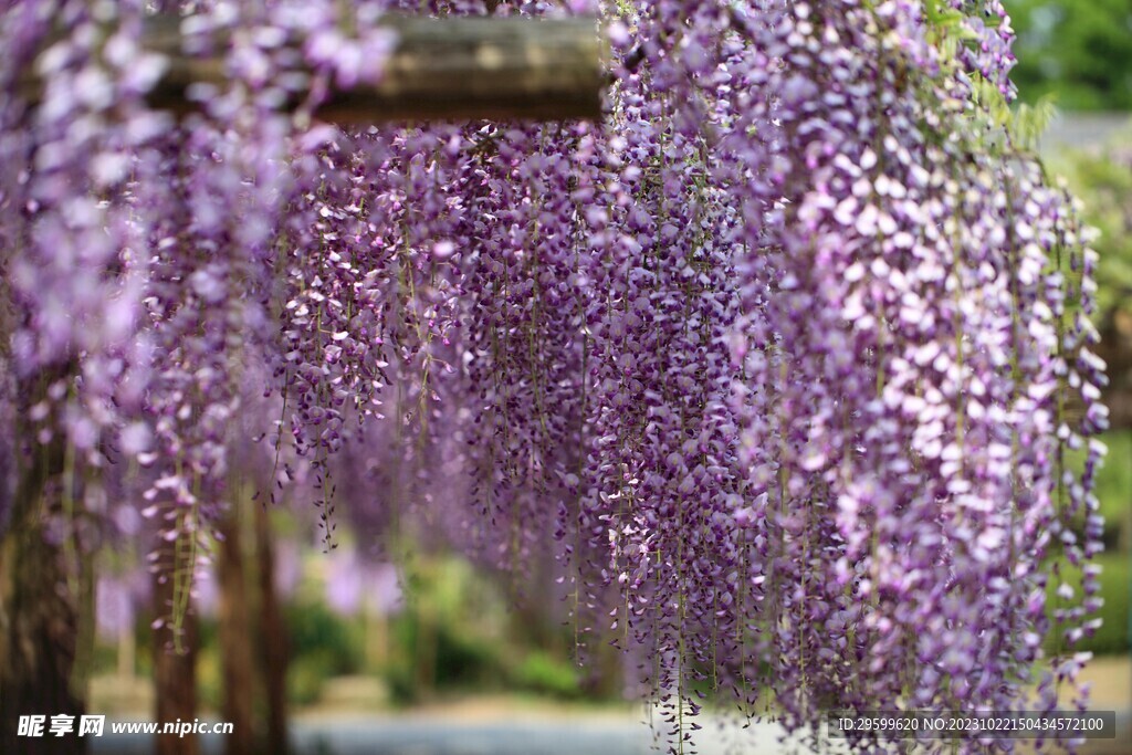 紫藤花