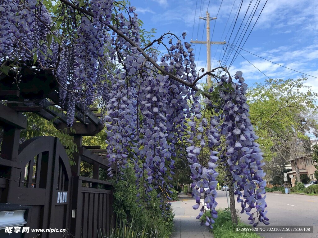 紫藤花