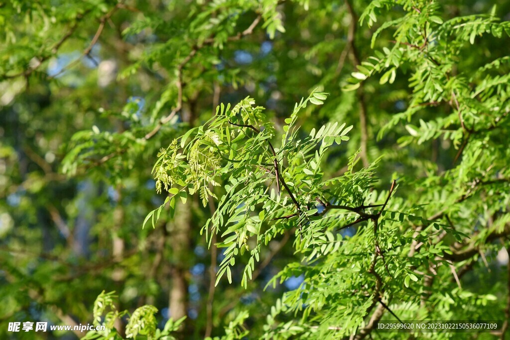 皂荚树 