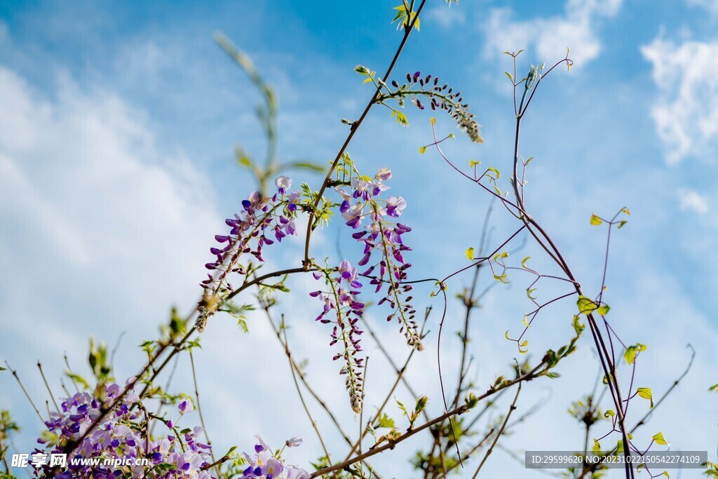 紫藤花