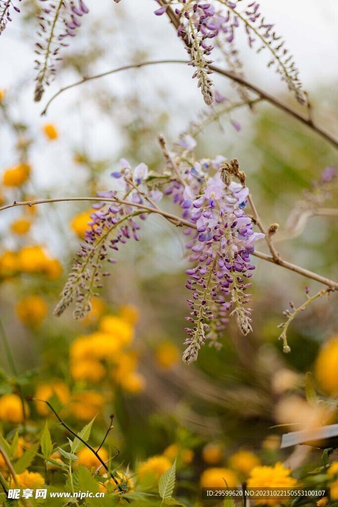 紫藤花